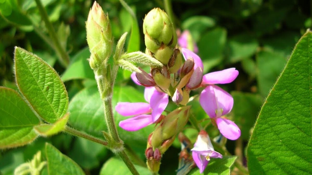 ACMOS Desmodium