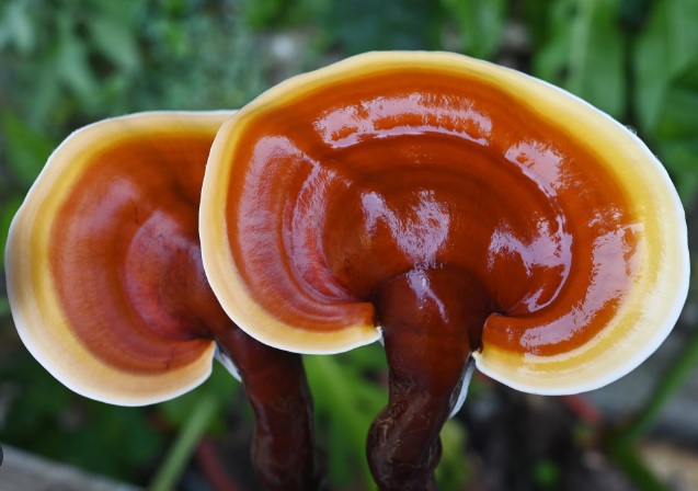 ACMOS Reishi Ganoderma